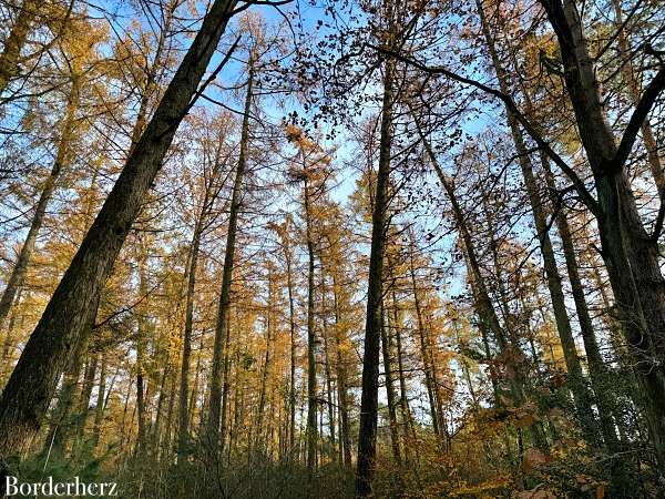 Wandern auf dem Hohe Mark Steig