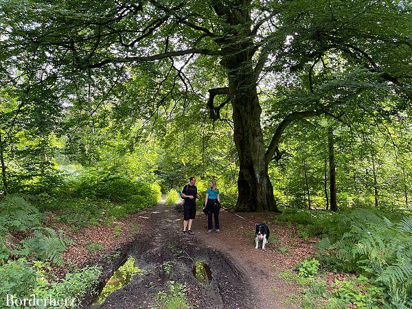 Deutschlands schönster Wanderweg Hohe Mark Steig