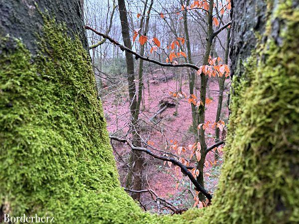 wandern im bergischen land mit hund