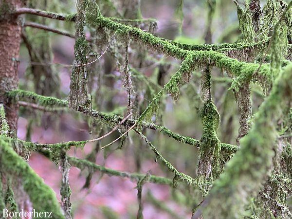 wandern im bergischen land mit hund