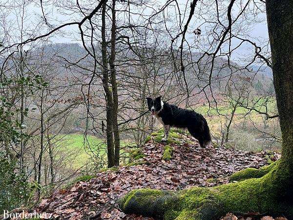 wandern im bergischen land mit hund