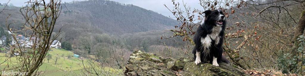 wandern im bergischen land mit hund