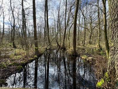 neanderland steig mit hund