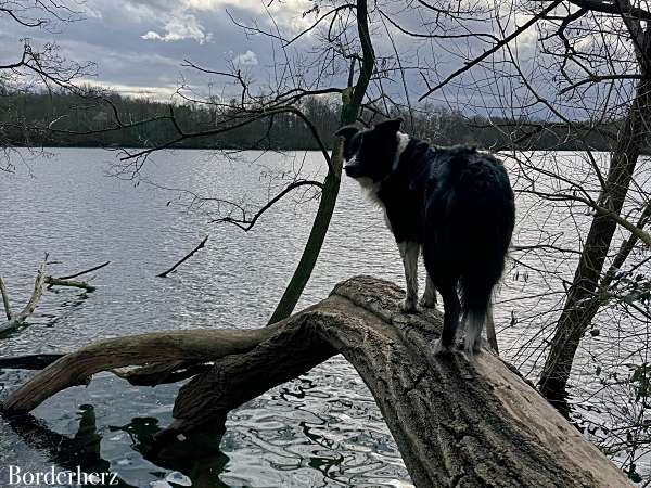 neanderland steig mit hund