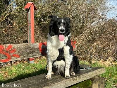 neanderland steig mit hund