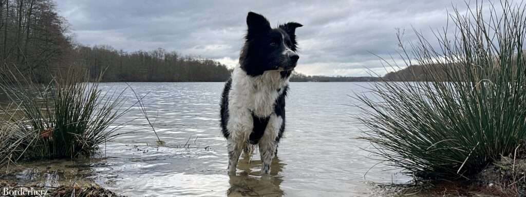 neanderland steig mit hund