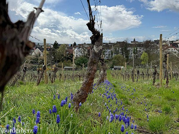 Wandern im Rheingau Rieslingschleife Kräuter und Blumen