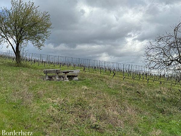 Wandern im Rheingau Rieslingschleife Kräuter und Blumen