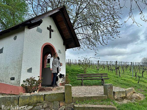 Wandern im Rheingau Rieslingschleife Kräuter und Blumen