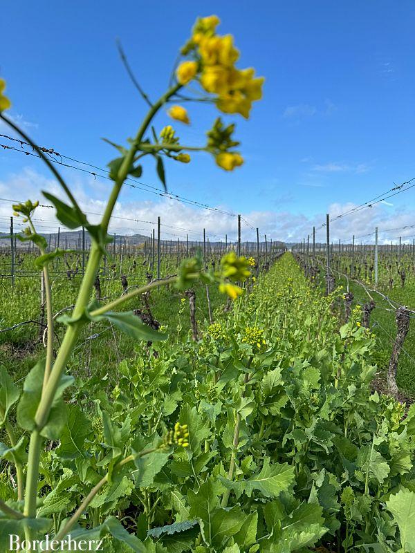 Wandern im Rheingau Rieslingschleife Kräuter und Blumen