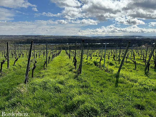 Wandern im Rheingau Rieslingschleife Kräuter und Blumen