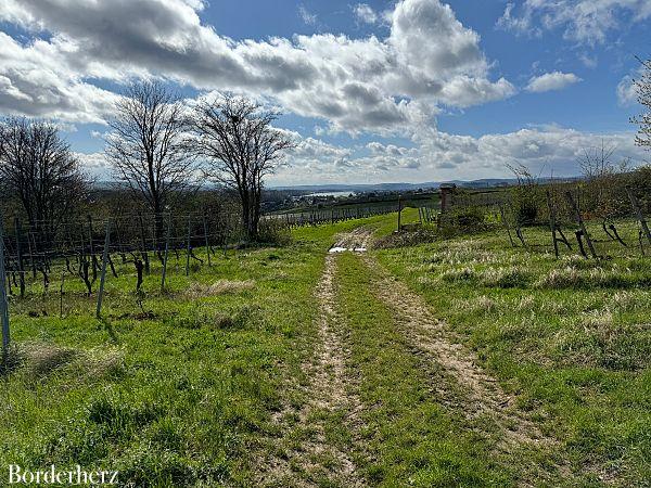 Wandern im Rheingau Rieslingschleife Kräuter und Blumen