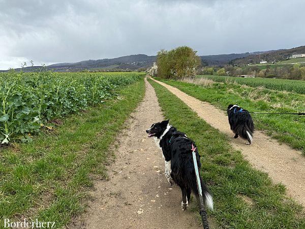 Wandern im Rheingau Rieslingschleife Kräuter und Blumen