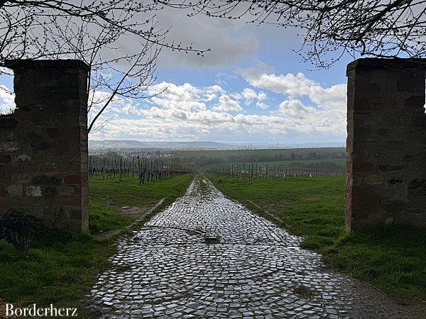 Wandern im Rheingau Rieslingschleife Kräuter und Blumen