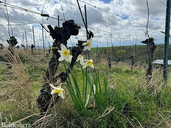 Wandern im Rheingau Rieslingschleife Kräuter und Blumen