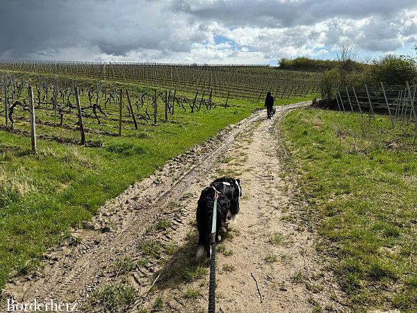 Wandern im Rheingau Rieslingschleife Kräuter und Blumen