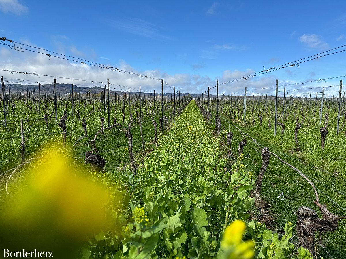 Wandern im Rheingau: Rieslingschleife Kräuter und Blumen + Zusatzipps für die Region