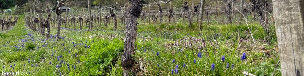 rheingau rieslingsschleife header schmal