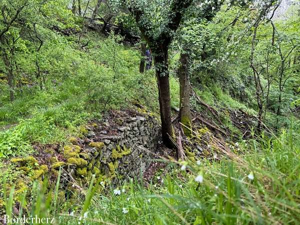 Wandern auf dem Ahrsteig