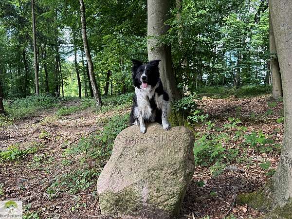 Wandern im Osnabrücker Land + Urlaubstipps für Bad Essen 2 wandern im osnabrücker land terra.track megalosaurus