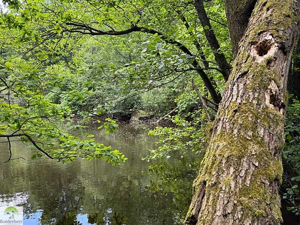 Wandern im Osnabrücker Land + Urlaubstipps für Bad Essen 3 wandern im osnabrücker land terra.track megalosaurus
