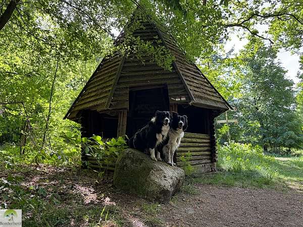 Wandern im Osnabrücker Land + Urlaubstipps für Bad Essen 4 wandern im osnabrücker land terra.track megalosaurus
