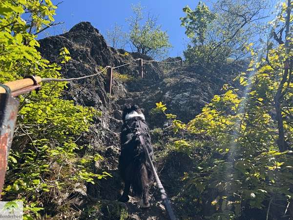 2-Tage-Abenteuer: Wandern auf Rheinsteig und RheinBurgenWeg 13 rheinburgenweg mit hund