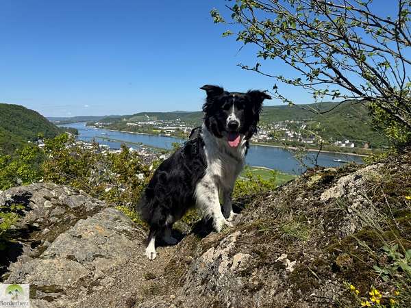 2-Tage-Abenteuer: Wandern auf Rheinsteig und RheinBurgenWeg 14 rheinburgenweg mit hund