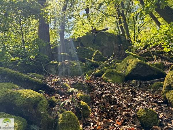 2-Tage-Abenteuer: Wandern auf Rheinsteig und RheinBurgenWeg 16 hohe buche rheinburgenweg