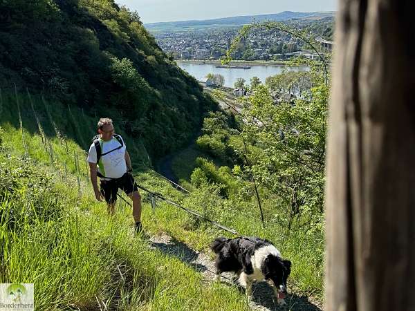 2-Tage-Abenteuer: Wandern auf Rheinsteig und RheinBurgenWeg 21 rheinsteig leutesdorf