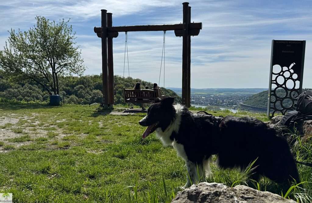 2-Tage-Abenteuer: Wandern auf Rheinsteig und RheinBurgenWeg 26 rheinsteig header 2