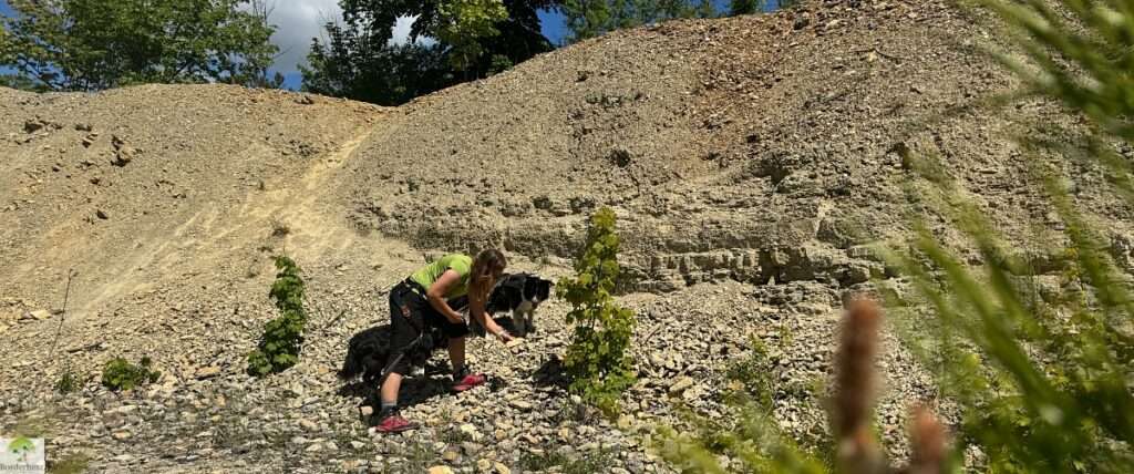 wanderungen in der region südharz kyffhäuser urwaldpfad possen