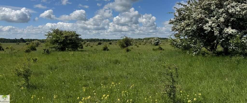 suedharz kyffhaeuser borderherz header 04