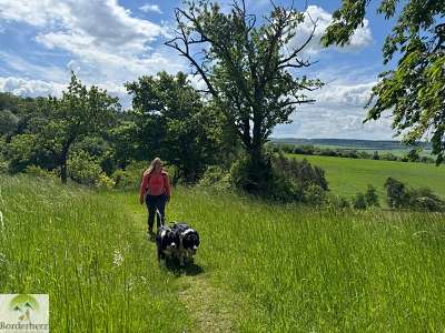 wanderungen in der region südharz kyffhäuser hohe schrecke