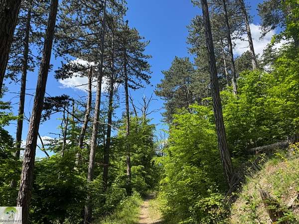 suedharz kyffhaeuser borderherz urwaldpfad possen 01