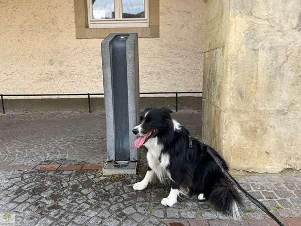 Hohe Mark Steig mit Hund - 4 Tage Wandern: Tipps & Erfahrungen 18 Hohe Mark Steig mit Hund