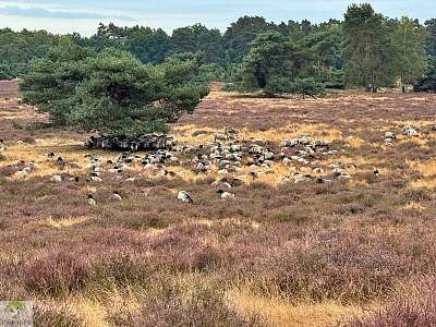 Hohe Mark Steig mit Hund - 4 Tage Wandern: Tipps & Erfahrungen 24 Hohe Mark Steig mit Hund Westruper Heide