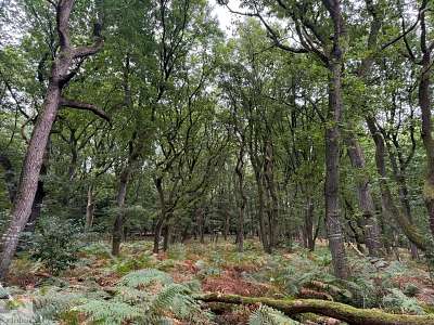 Hohe Mark Steig mit Hund - 4 Tage Wandern: Tipps & Erfahrungen 31 HMS Hohe Mark Steig wandern