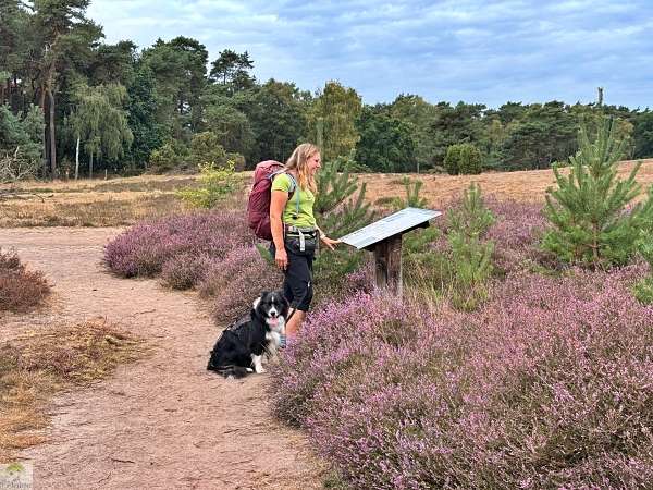 Hohe Mark Steig mit Hund – 4 Tage Wandern: Tipps & Erfahrungen
