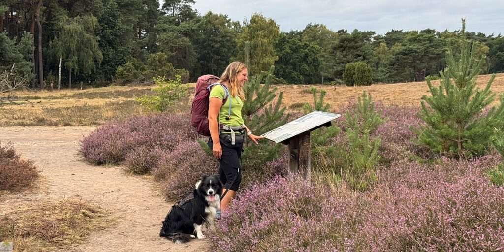 Hohe Mark Steig mit Hund - 4 Tage Wandern: Tipps & Erfahrungen 23 hohe mark steig mit hund header 04