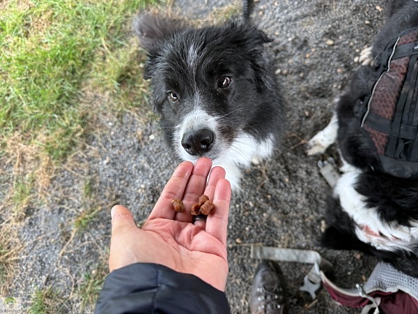 Unsere Erfahrungen mit Butternut Box - frisch gekochtes Hundefutter 13 Erfahrungen mit Butternut Box