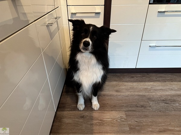 Unsere Erfahrungen mit Butternut Box - frisch gekochtes Hundefutter 7 Butternut Box Erfahrungen Lachs Salmon gekochtes Hundefutter