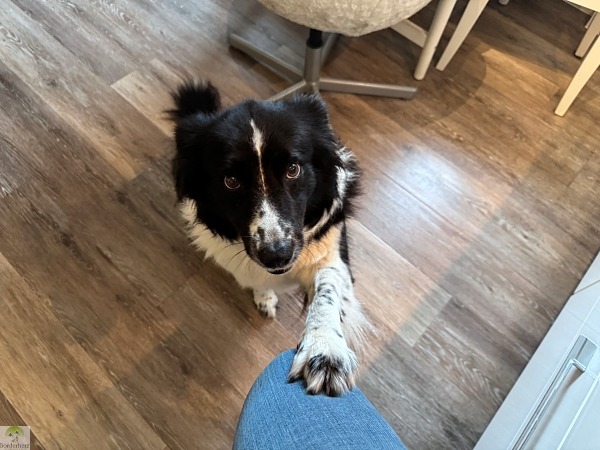 Unsere Erfahrungen mit Butternut Box - frisch gekochtes Hundefutter 6 Butternut Box Erfahrungen Lachs Salmon gekochtes Hundefutter