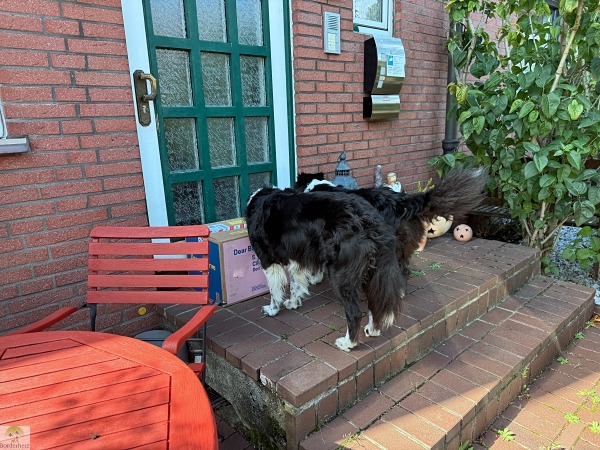 Unsere Erfahrungen mit Butternut Box - frisch gekochtes Hundefutter 4 butternut box erfahrungen