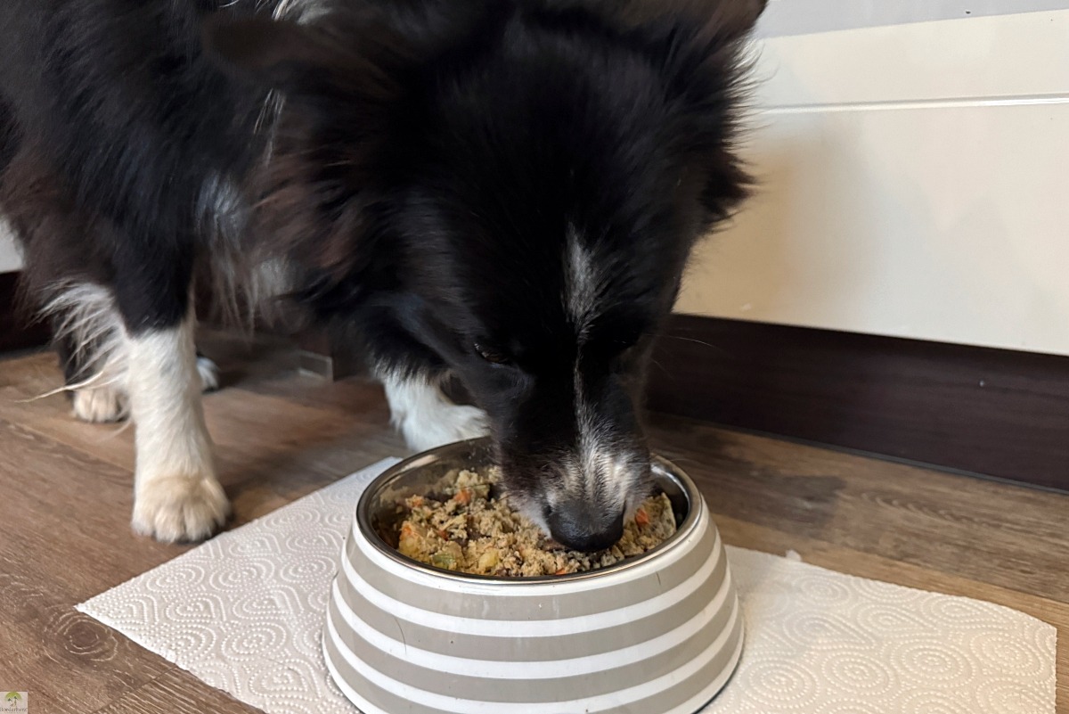 Unsere Erfahrungen mit Butternut Box - frisch gekochtes Hundefutter 8