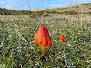 Top 4 Wanderungen auf Sylt - meine Lieblingstouren auf der Insel 6 wanderungen auf sylt - Pilz in den Dünen - Kegeliger Saftling