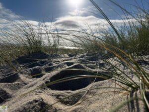 Top 4 Wanderungen auf Sylt - meine Lieblingstouren auf der Insel 5 wanderungen auf sylt - Dünengras am Ellenbogen