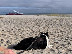 Top 4 Wanderungen auf Sylt - meine Lieblingstouren auf der Insel 7 wanderungen auf sylt hund am strand blick auf die syltfähre