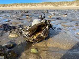 Top 4 Wanderungen auf Sylt - meine Lieblingstouren auf der Insel 8 wanderungen auf sylt austernschale am ellenbogen