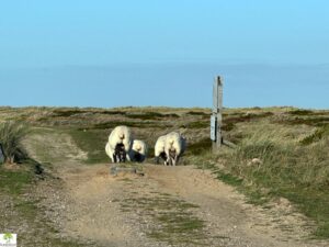 Top 4 Wanderungen auf Sylt - meine Lieblingstouren auf der Insel 10 wanderungen auf sylt schafe am ellenbogen
